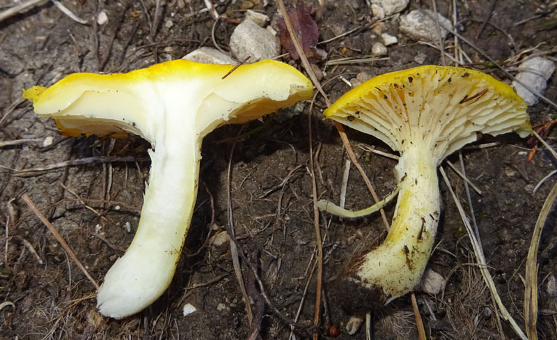 Hygrophorus lucorum